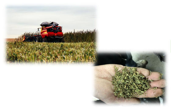 Macchina dell'estrazione dell'estrazione CBD di THC, attrezzatura dell'estrazione della piccola scala CBD
